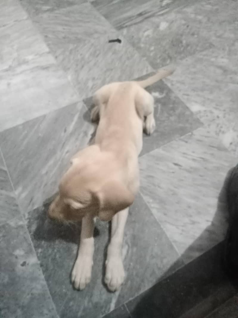 Dogs 0