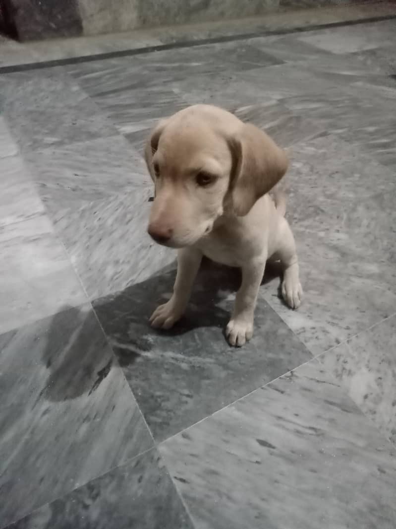 Dogs 1