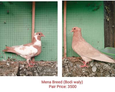 Maina bread bodi wala ,-- king Modina big size black beauty healthy