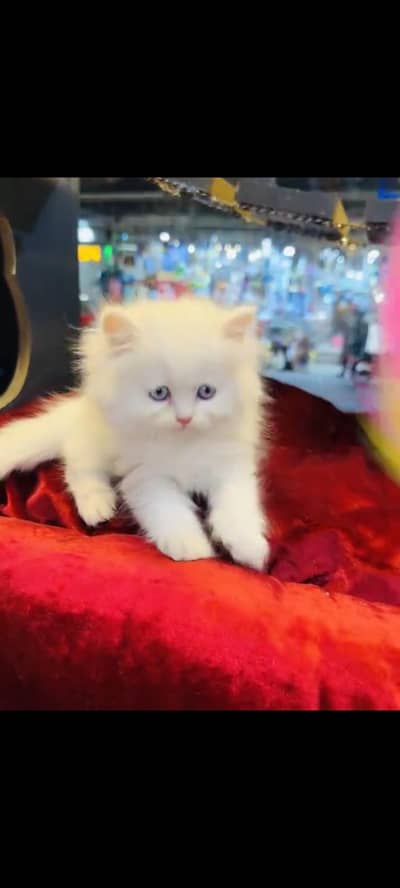 persian cat for sale MywatsapppNumber 0309-37-13-656