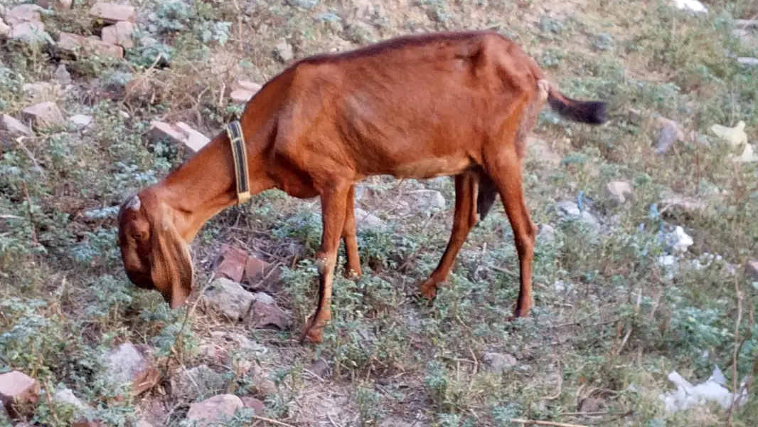 Nagri kras