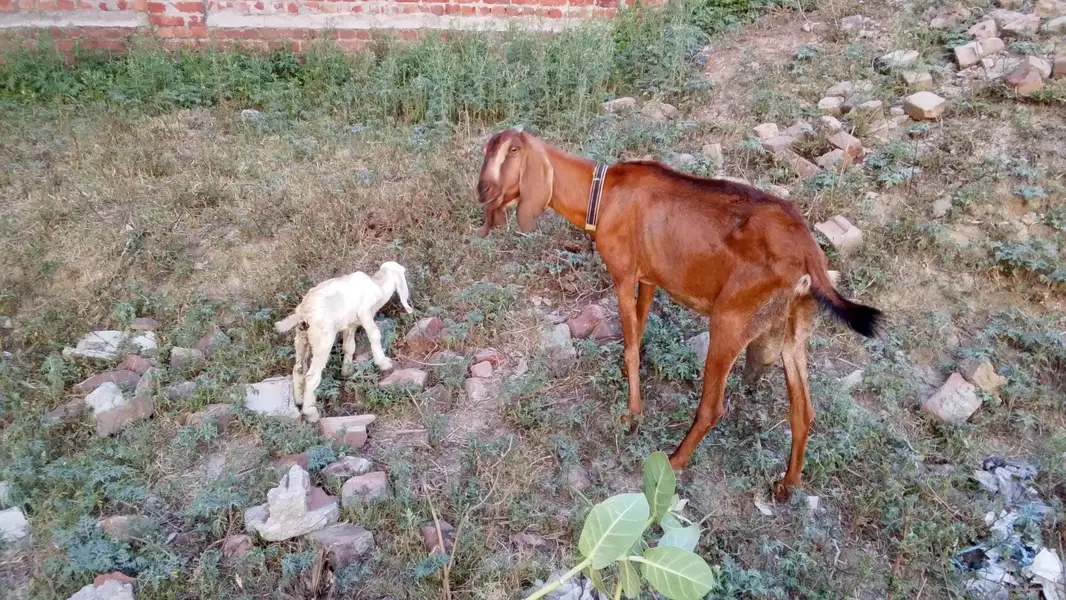 Nagri kras — photo 4