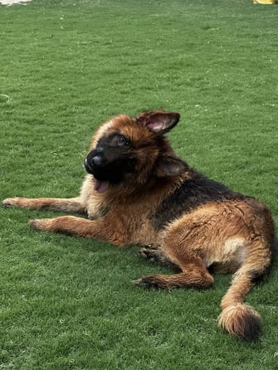 German shephard male long coat