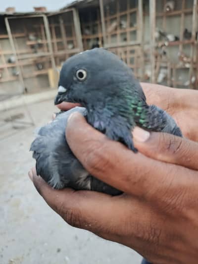pigeon