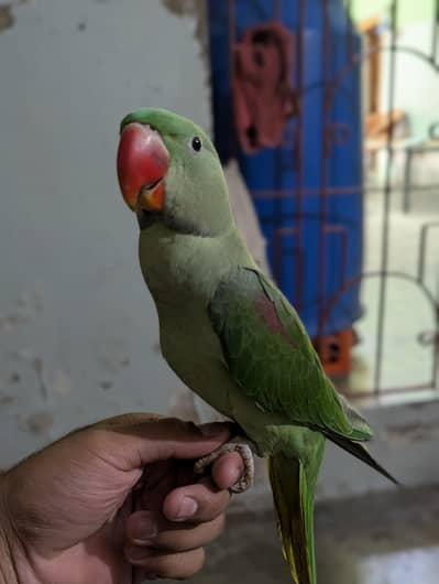 Raw parrot