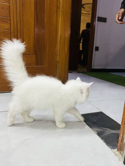 Persian kittens 4 months
