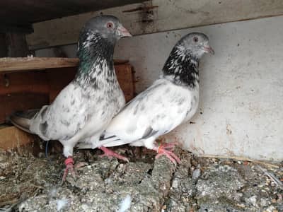 breede pairs