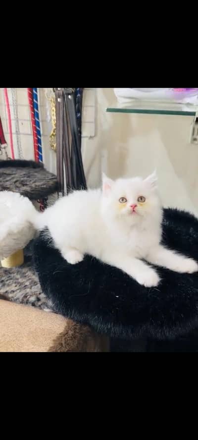 persian cat for sale MywatsapppNumber 0309-37-13-656