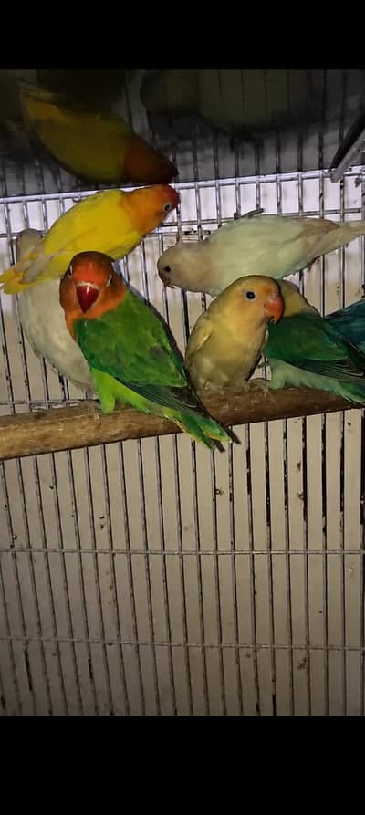 love birds breeder pairs for sale aur discrimination lazmi read Karen