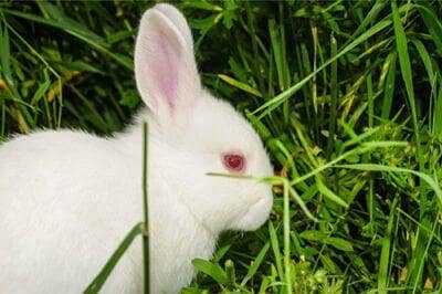red eye rabbits