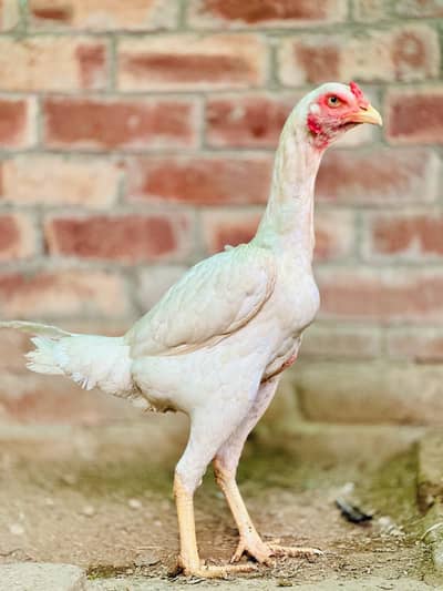 pure aseel Female 3 pice breeder and 3 pice patiya
