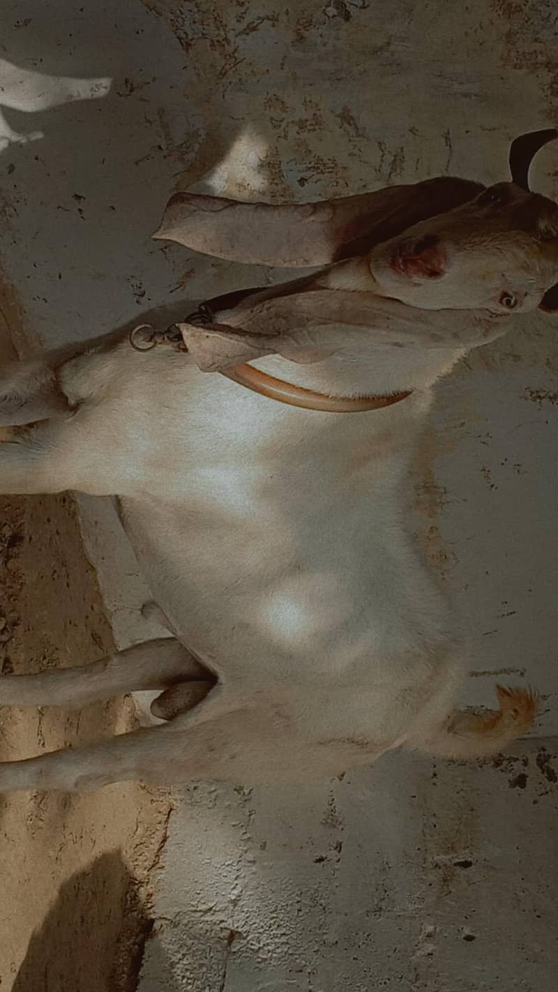 ?????? 1