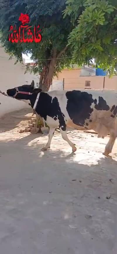 Australian cross cow Pregnant one Month Remaining