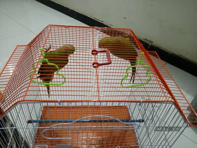 Rinkneck healthy and active pair