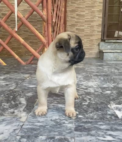 Pug | Non Pedigree | Female Pug | Puupies