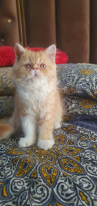 pure persian piki kitten