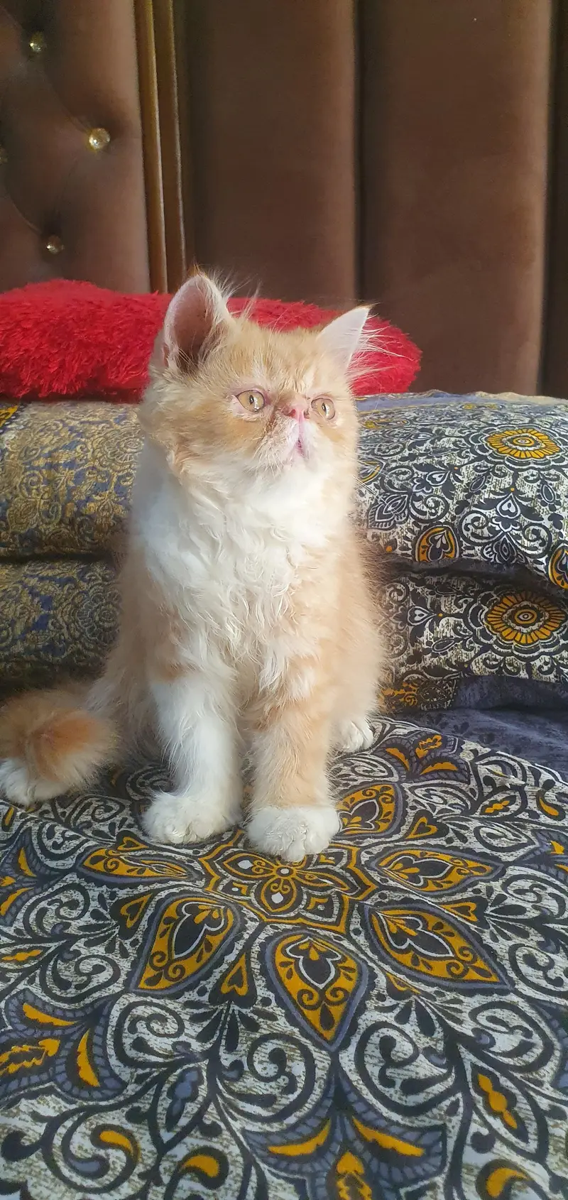 pure persian piki kitten — photo 2