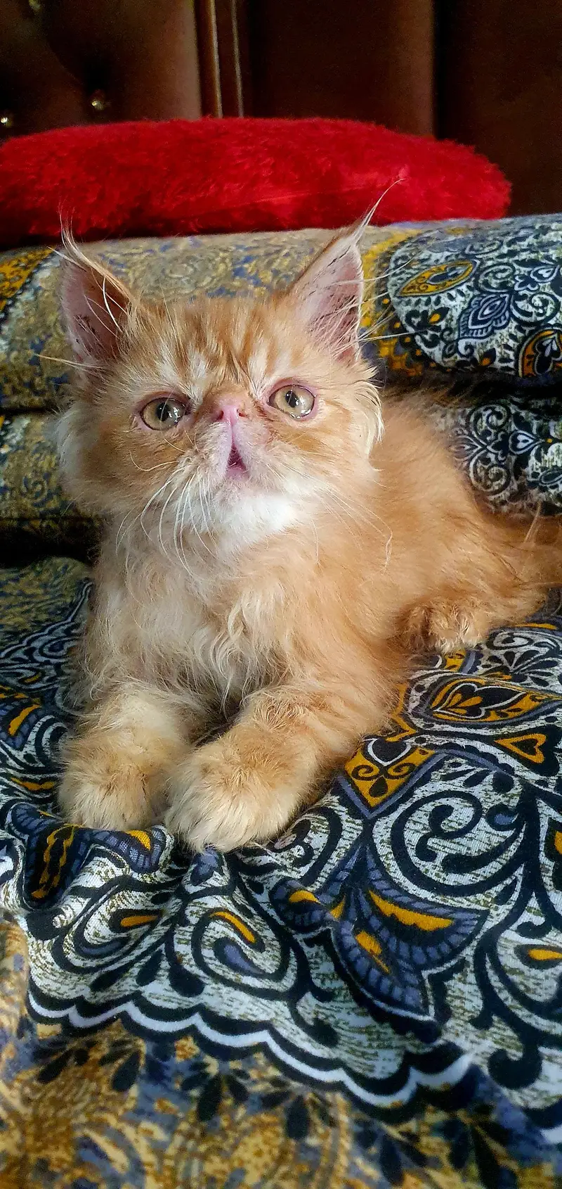 pure persian piki kitten — photo 3