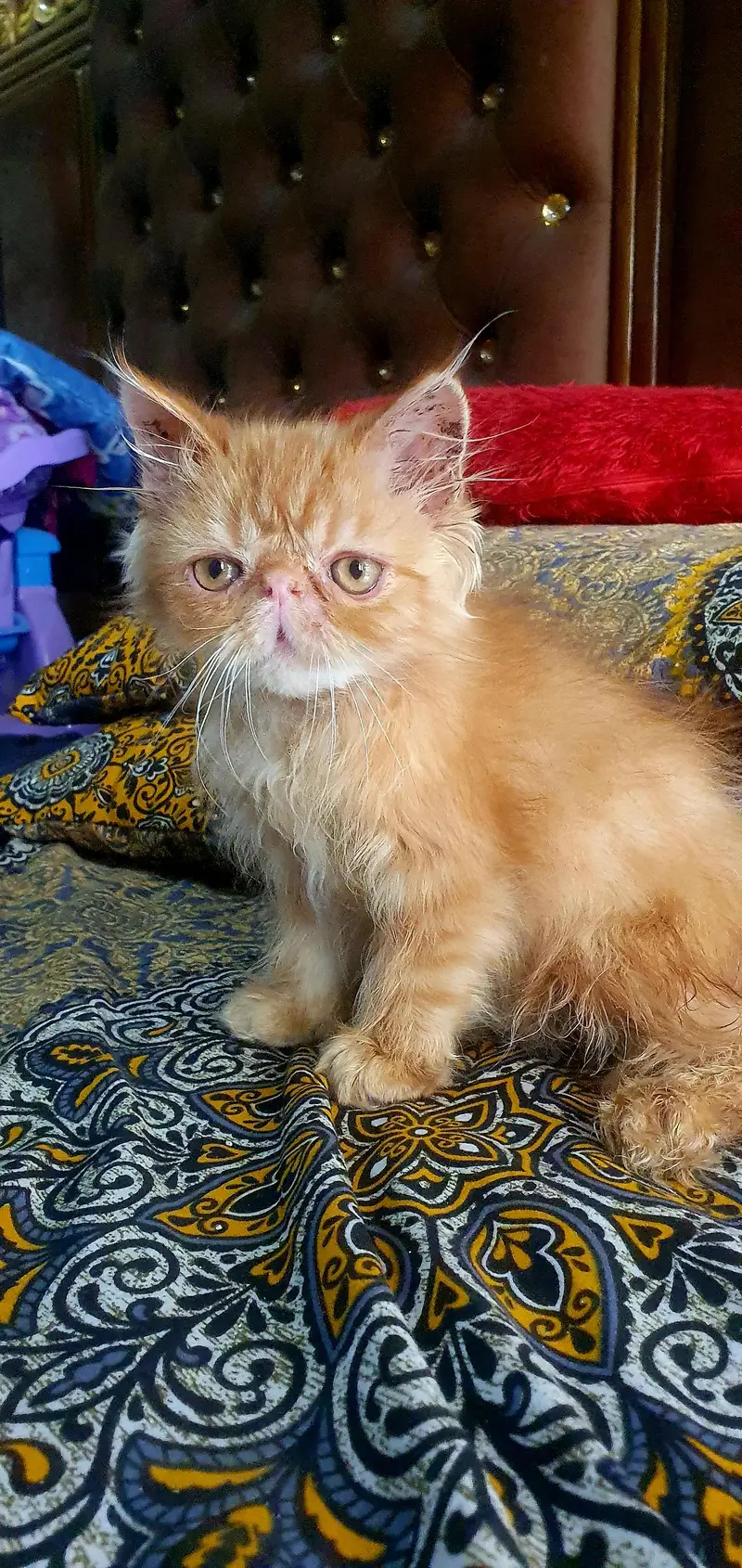 pure persian piki kitten — photo 4