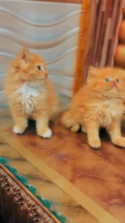 Persian kittens