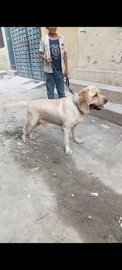 Labra mail for sale outclass quality