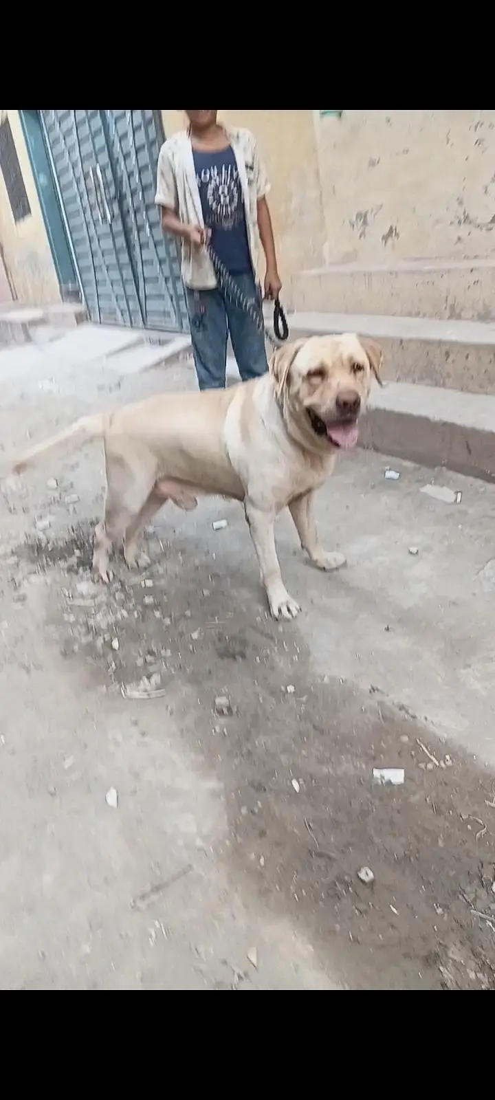 Labra mail for sale outclass quality — photo 3
