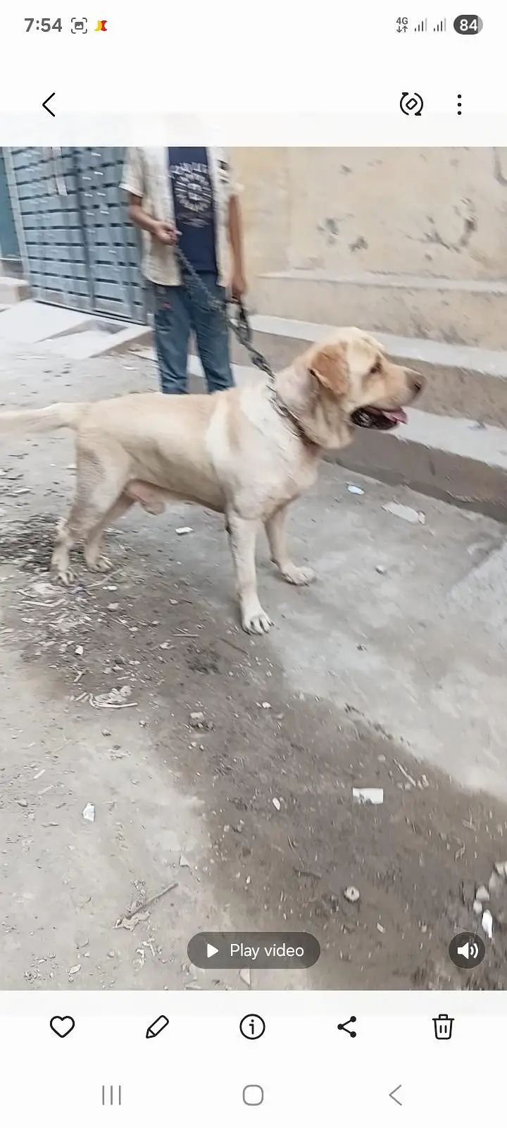 Labra mail for sale outclass quality — photo 4