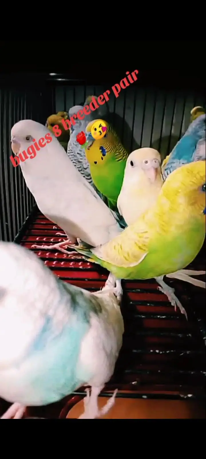 bugies 8 breeder pair — photo 5