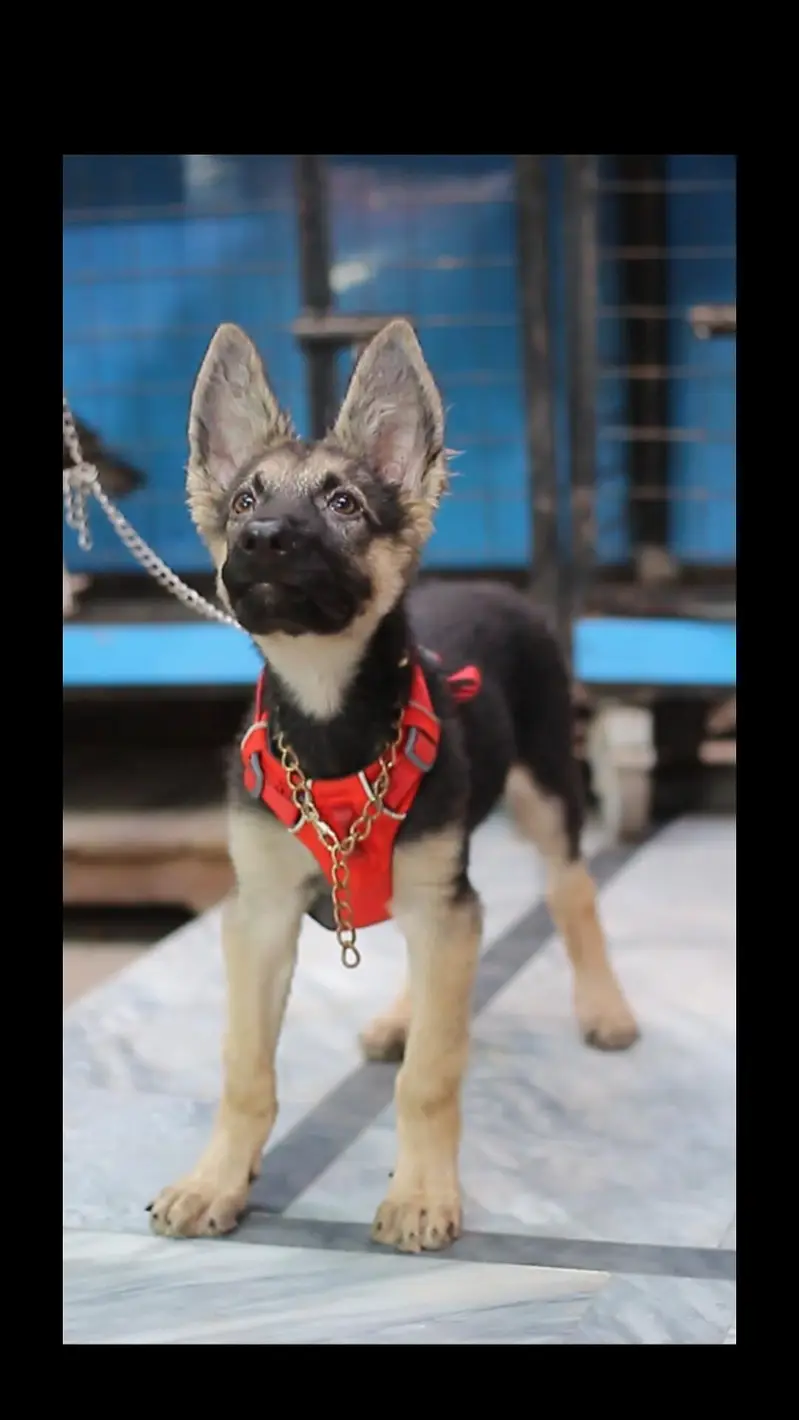 female dog for sale