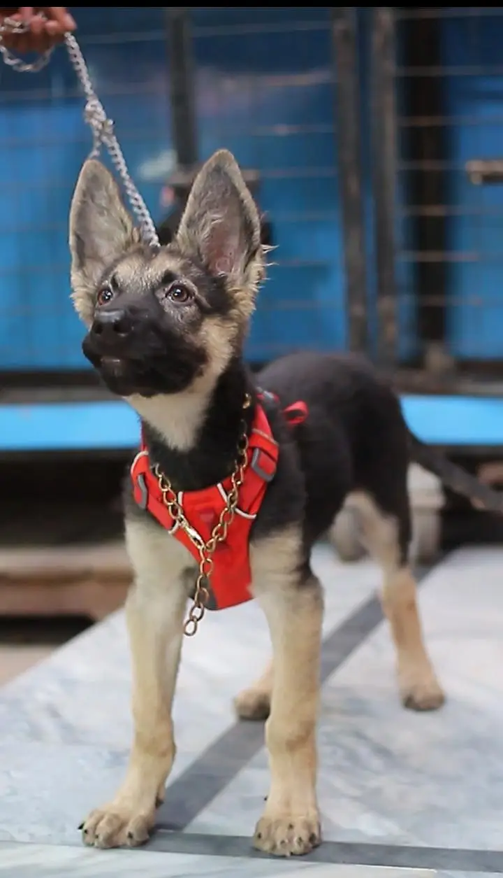 female dog for sale — photo 2