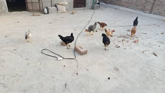 Desi chicks available