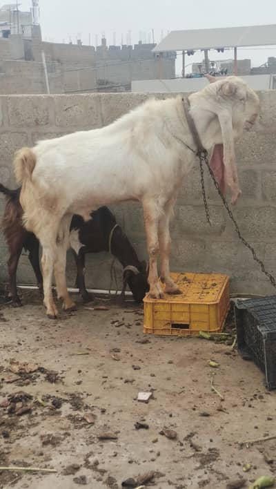 GULABI. BAKRA