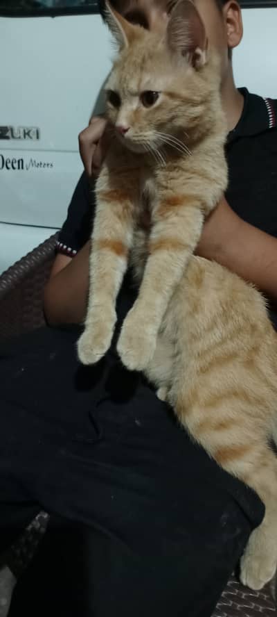 Russian male cat brown double coated available price is negotiable