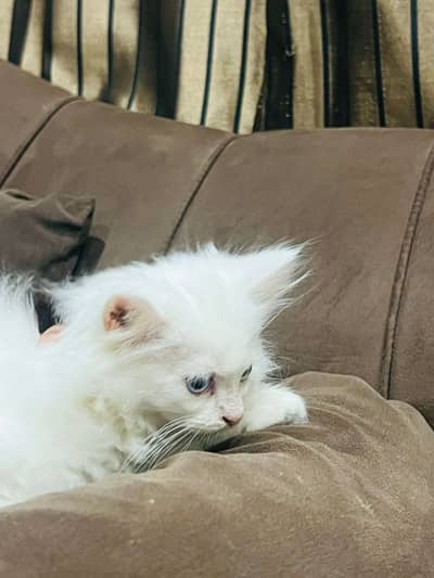 person cat triple court vaccination all okay 2month age