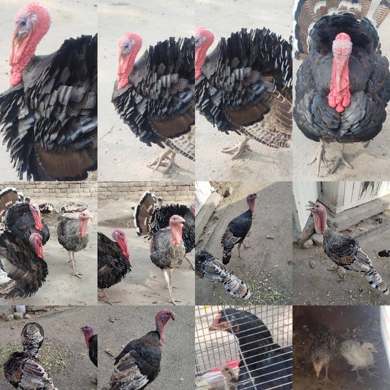 breader pair available 0