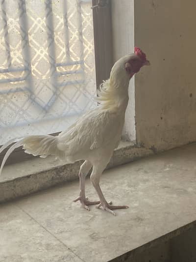 Aseel  heera ptha  aur pthian for sale
