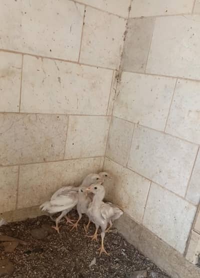 active heera chicks for sale