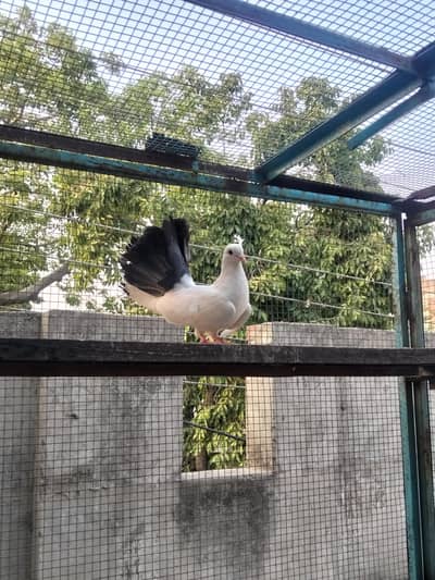 lucky black tail kabootari (female) for sale