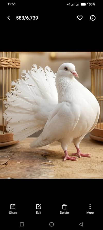 4 pairs lakay pigeons for sale