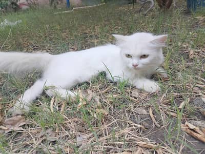 Adorable Persian Cat Looking for a New Home