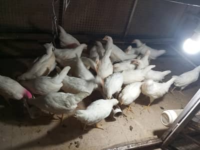 female 7 male 5 hiline white layer age is 7weeks plus