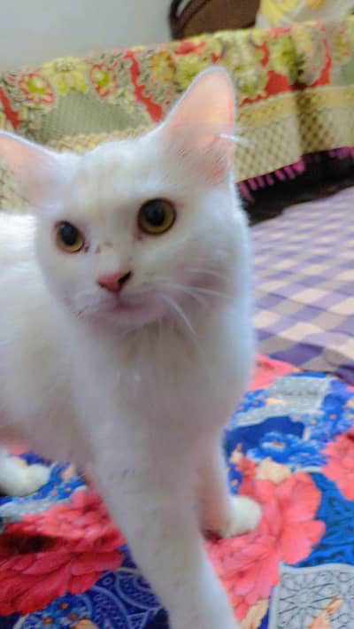 Persian cat doll face pure white