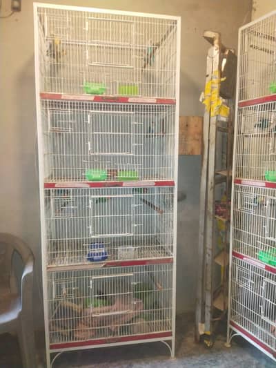 lovebird Cages