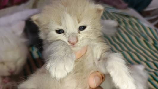 A cute Persian cat