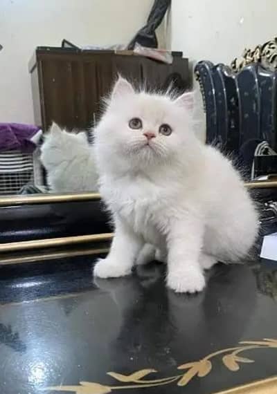 Persian cat for sale my WhatsApp number 0322-97-21-876