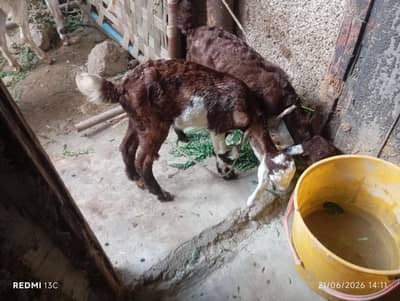 Goats Female