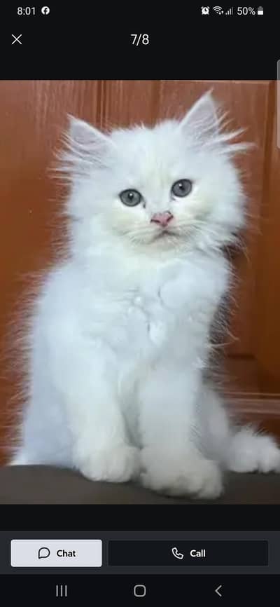 parshian male cate