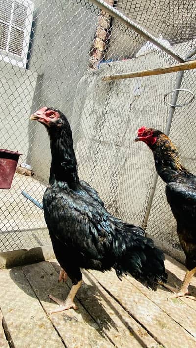 Shamo eggs
