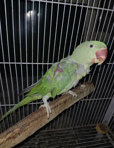 Kashmiri raw parrot 1.3 years