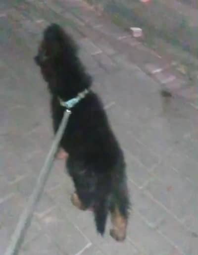 German shepherd long coated black mask female puppy available for sale